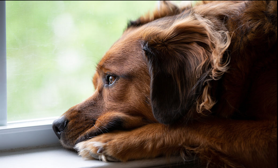 🐾 Syndrome post-vacances chez l’animal : pourquoi votre chien ou chat change de comportement 🐶🐱