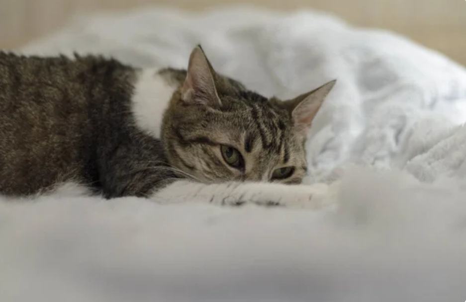 Aider son chat à mieux vivre la séparation : conseils pour une absence sereine