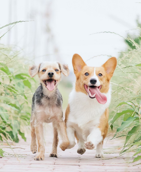 Préparer la garde de son chien ou son chat sans stress : conseils pratiques et astuces