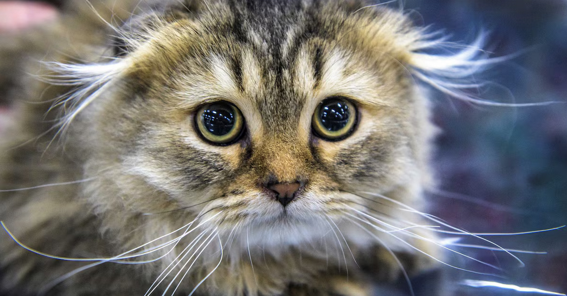🐾 Stériliser son chat : le choix responsable qui change tout 💖